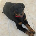 chien DM (46)